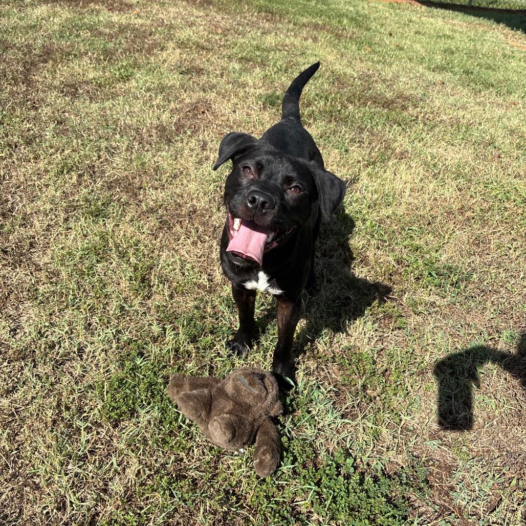 Enlarge Trout, a Adoptable mixed breed in Roxboro, NC image 5/6