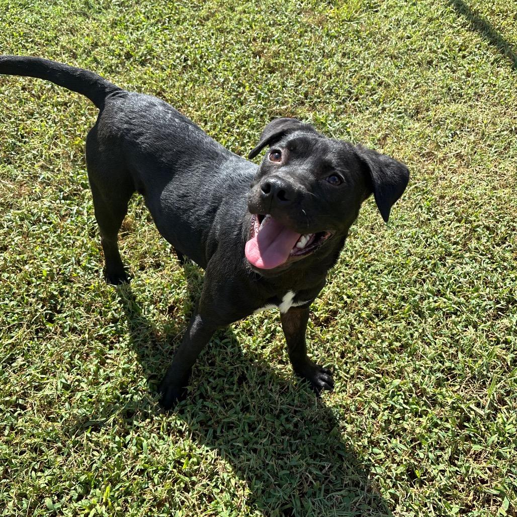 Enlarge Trout, a Adoptable mixed breed in Roxboro, NC image 6/6