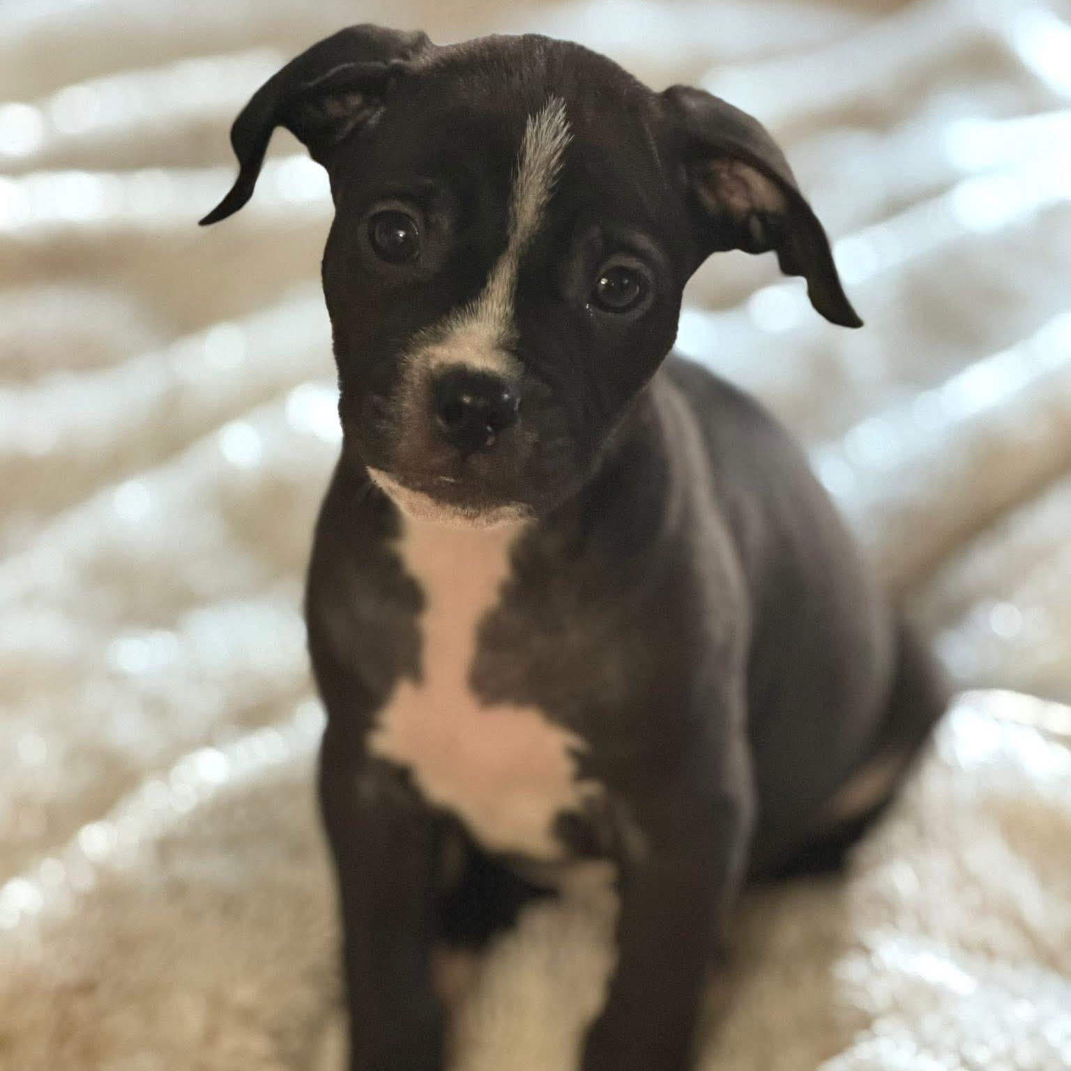 Happy, a ADOPTABLE mixed breed in Detroit, MI image 5/5