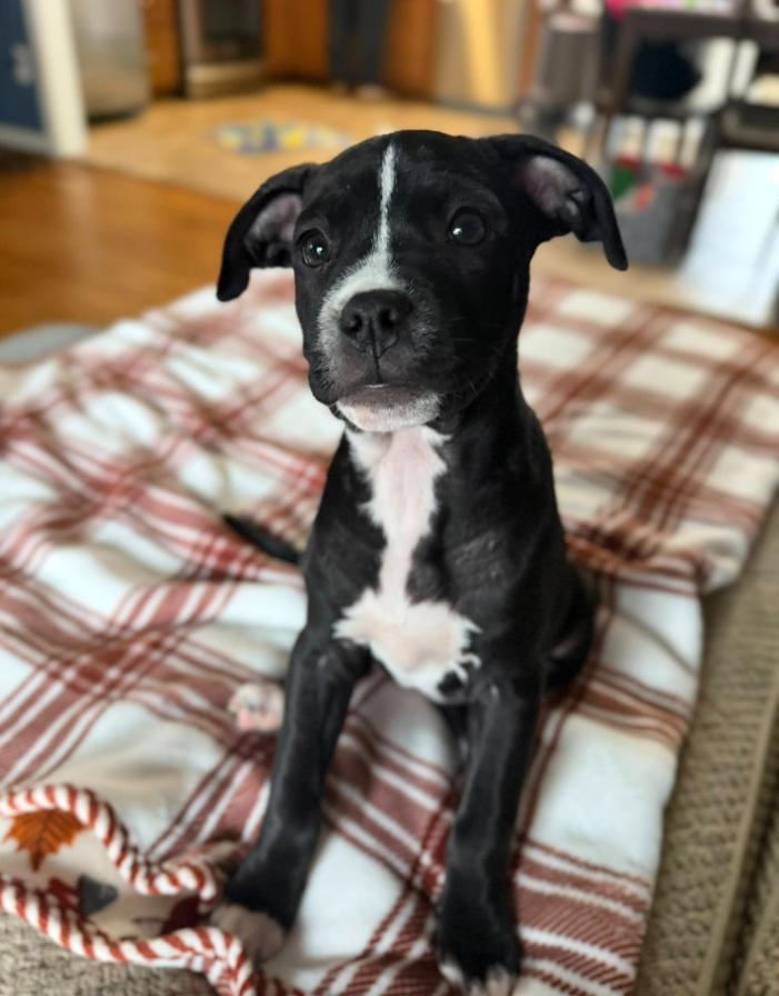 Happy, a ADOPTABLE mixed breed in Detroit, MI image 2/5