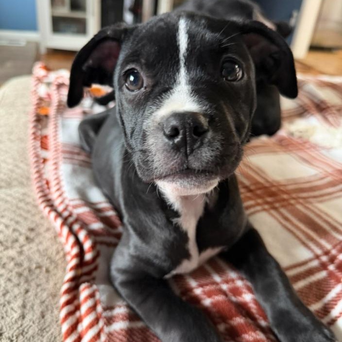 Happy, a ADOPTABLE mixed breed in Detroit, MI image 1/5