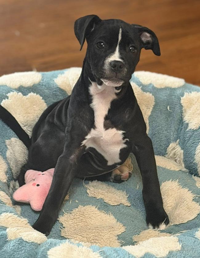 Happy, a ADOPTABLE mixed breed in Detroit, MI image 3/5