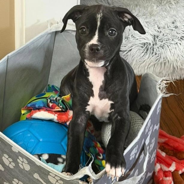 Happy, a ADOPTABLE mixed breed in Detroit, MI image 4/5