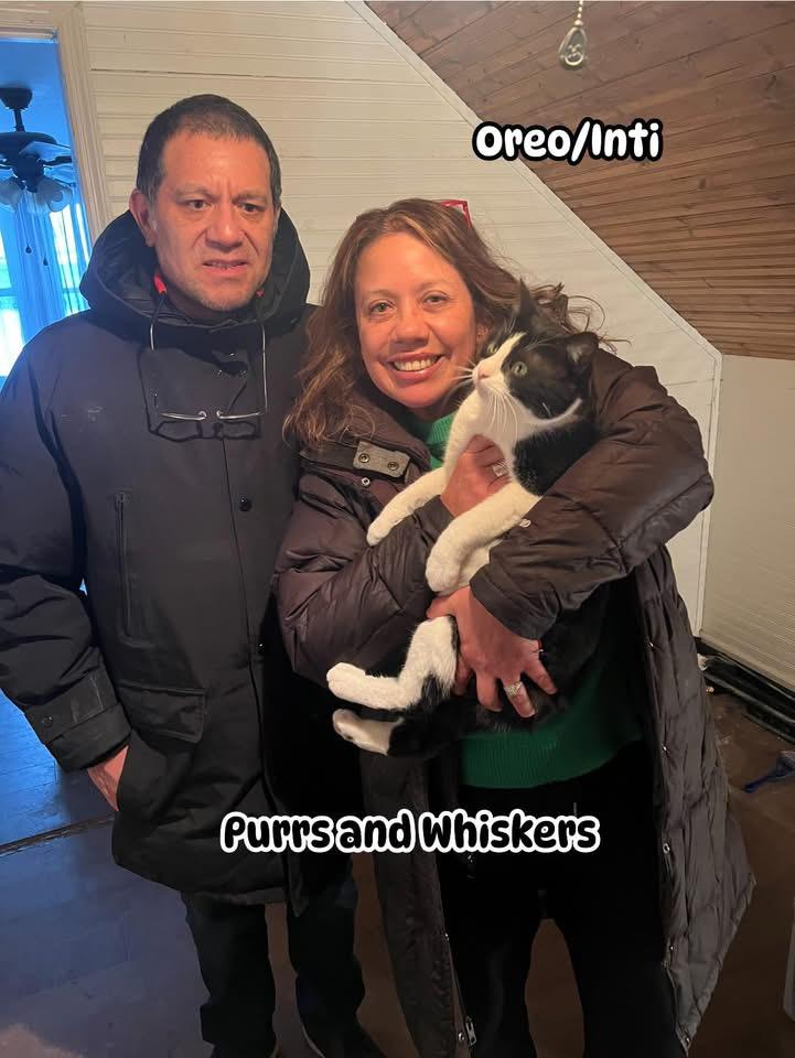 Oreo, adopted, Young Male Domestic Short Hair.