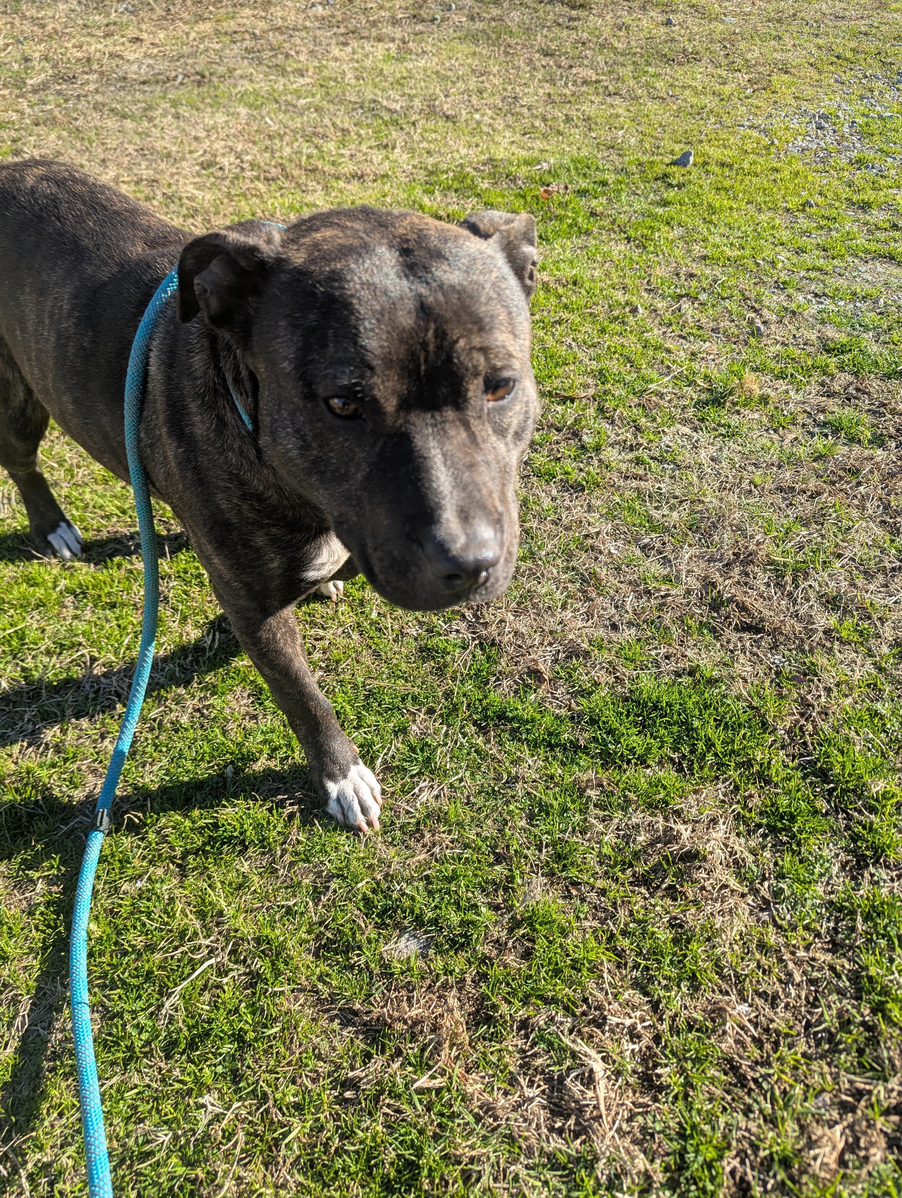 Enlarge Aubree4627A, a ADOPTABLE mixed breed in Rocky Mount, NC image 3/3