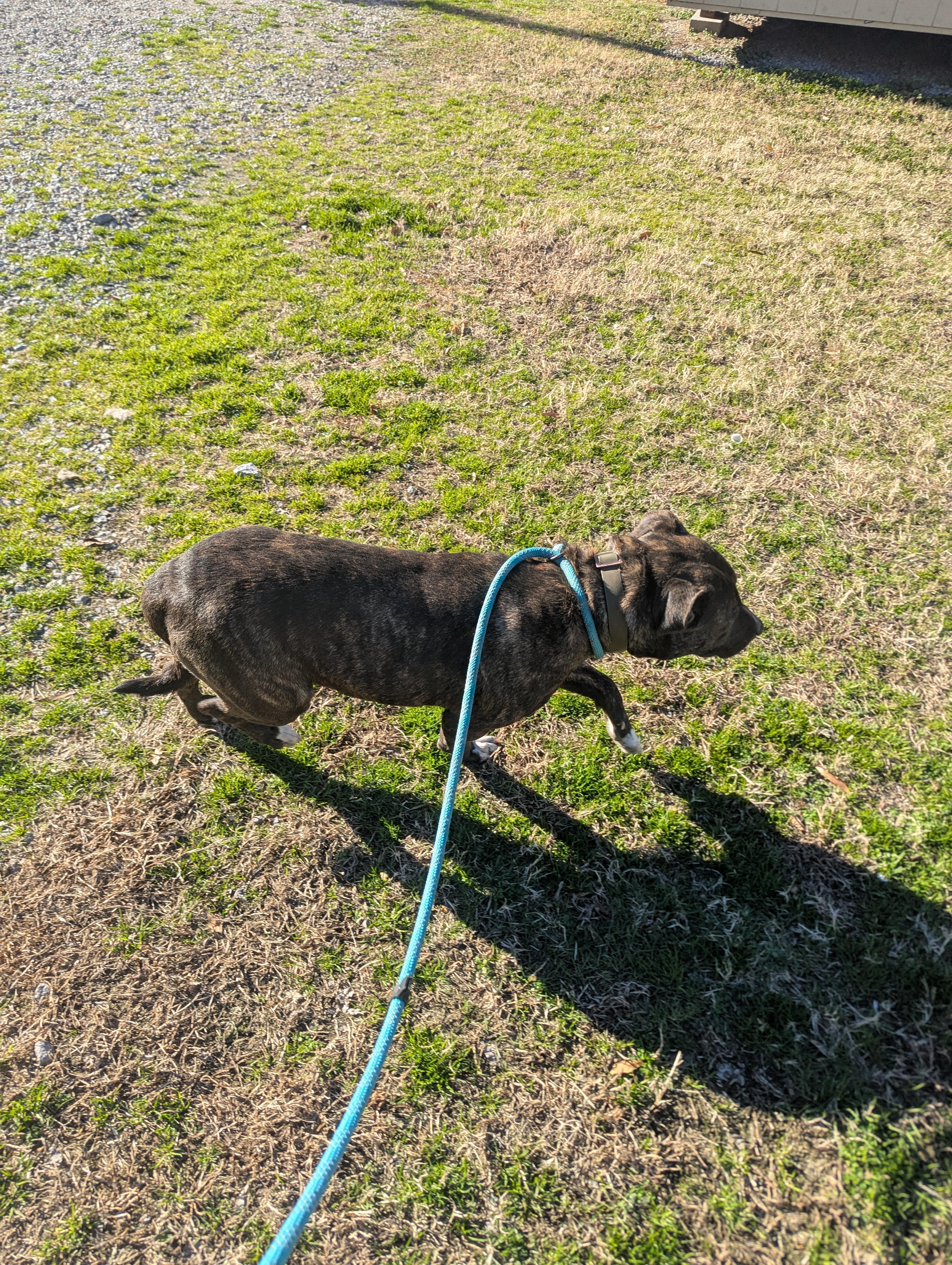 Enlarge Aubree4627A, a ADOPTABLE mixed breed in Rocky Mount, NC image 1/3