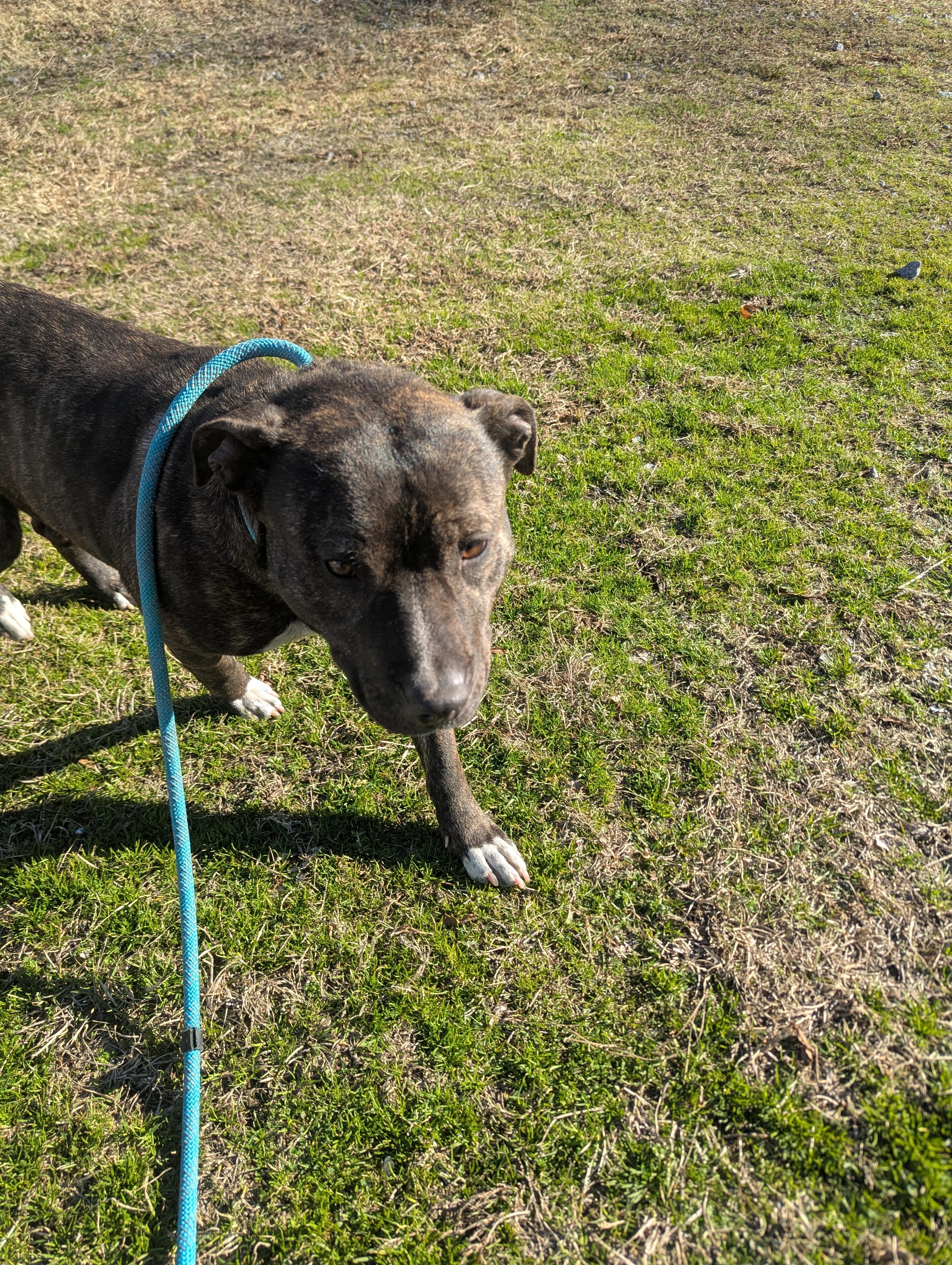 Enlarge Aubree4627A, a ADOPTABLE mixed breed in Rocky Mount, NC image 2/3