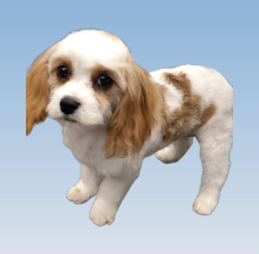 Chad, an adoptable Cavapoo in Lincolnwood, IL, 60712 | Photo Image 2