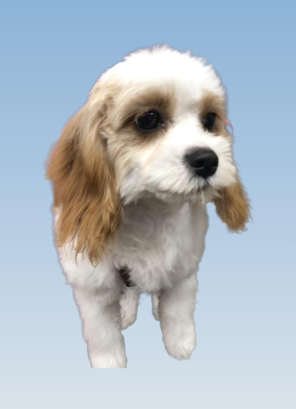 Chad, an adoptable Cavapoo in Lincolnwood, IL, 60712 | Photo Image 3