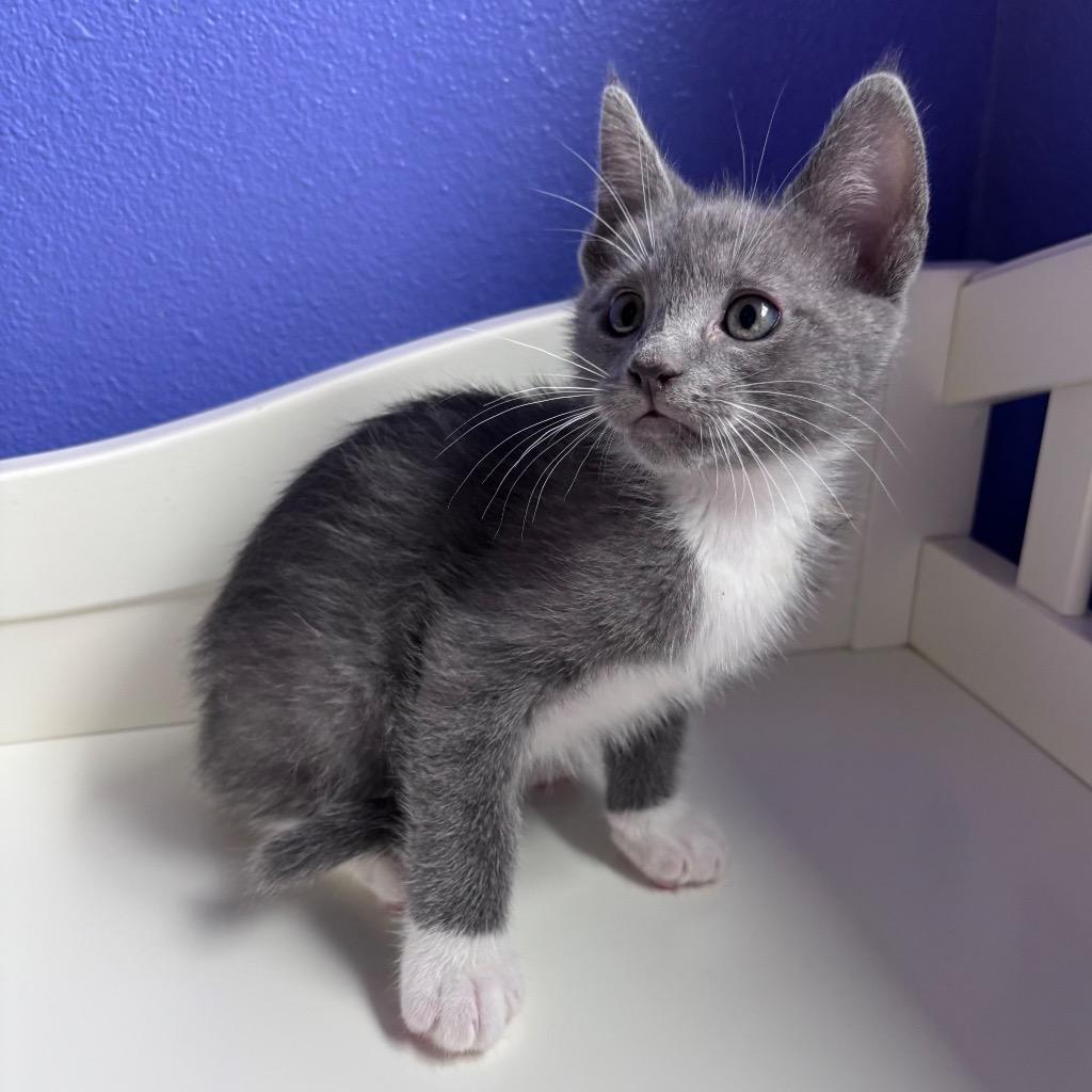 Dustin, Adopted, Kitten Male Domestic Short Hair.