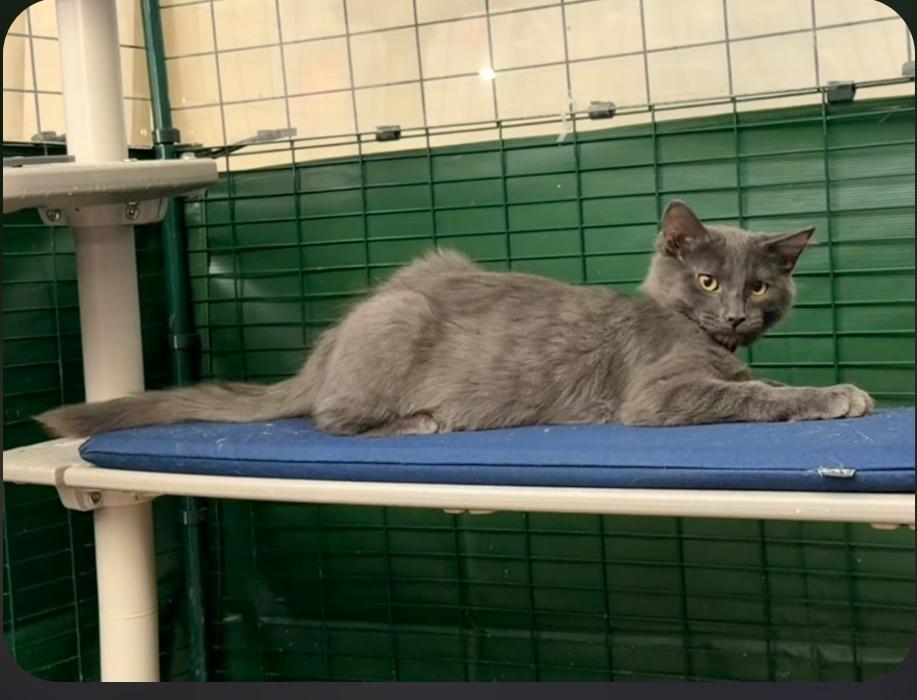 Nimbus (red collar), ADOPTABLE, Young Female Domestic Short Hair.