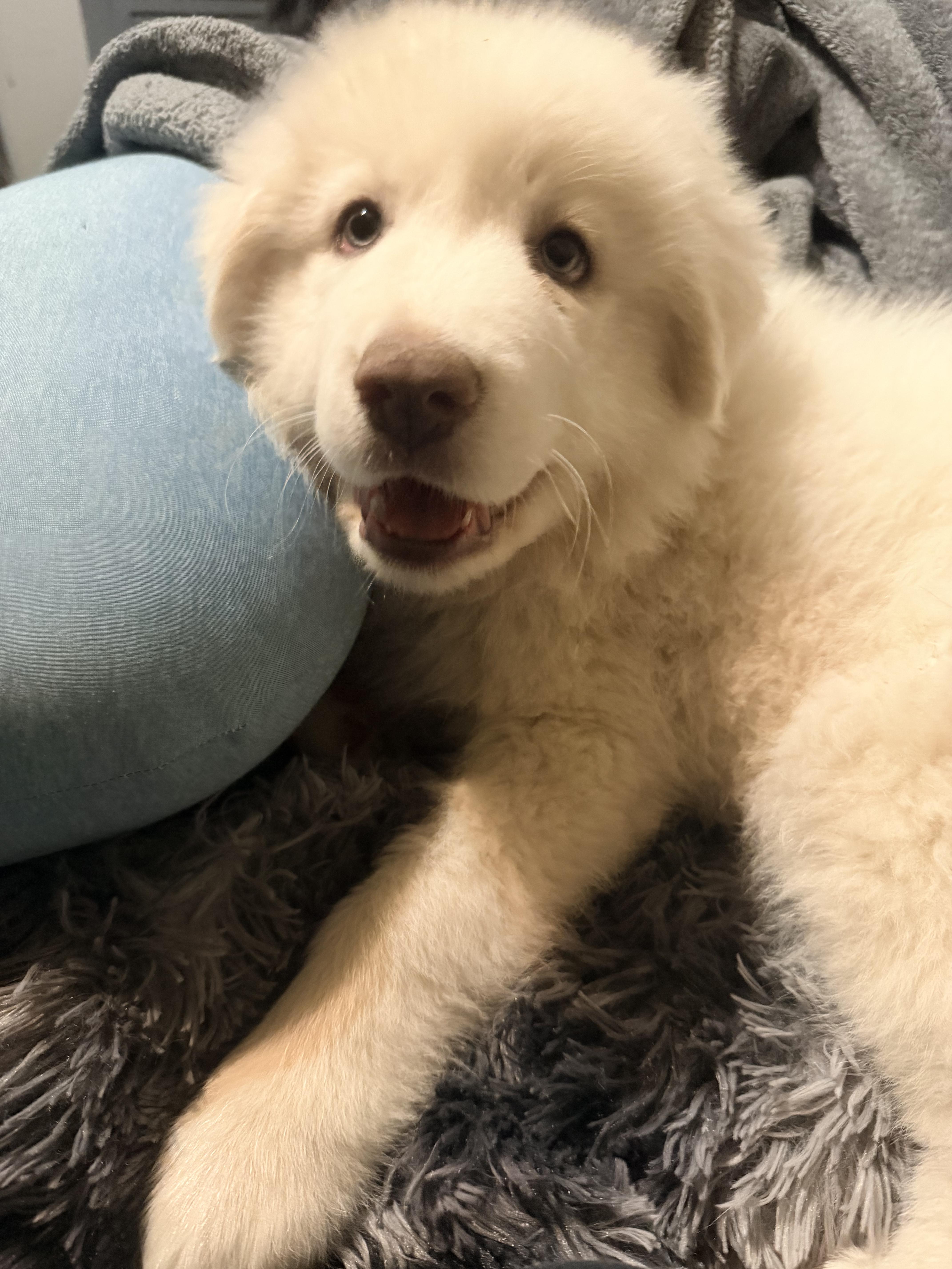 Enlarge Scarlett, an adopted Great Pyrenees in Rowlett, TX image 2/4