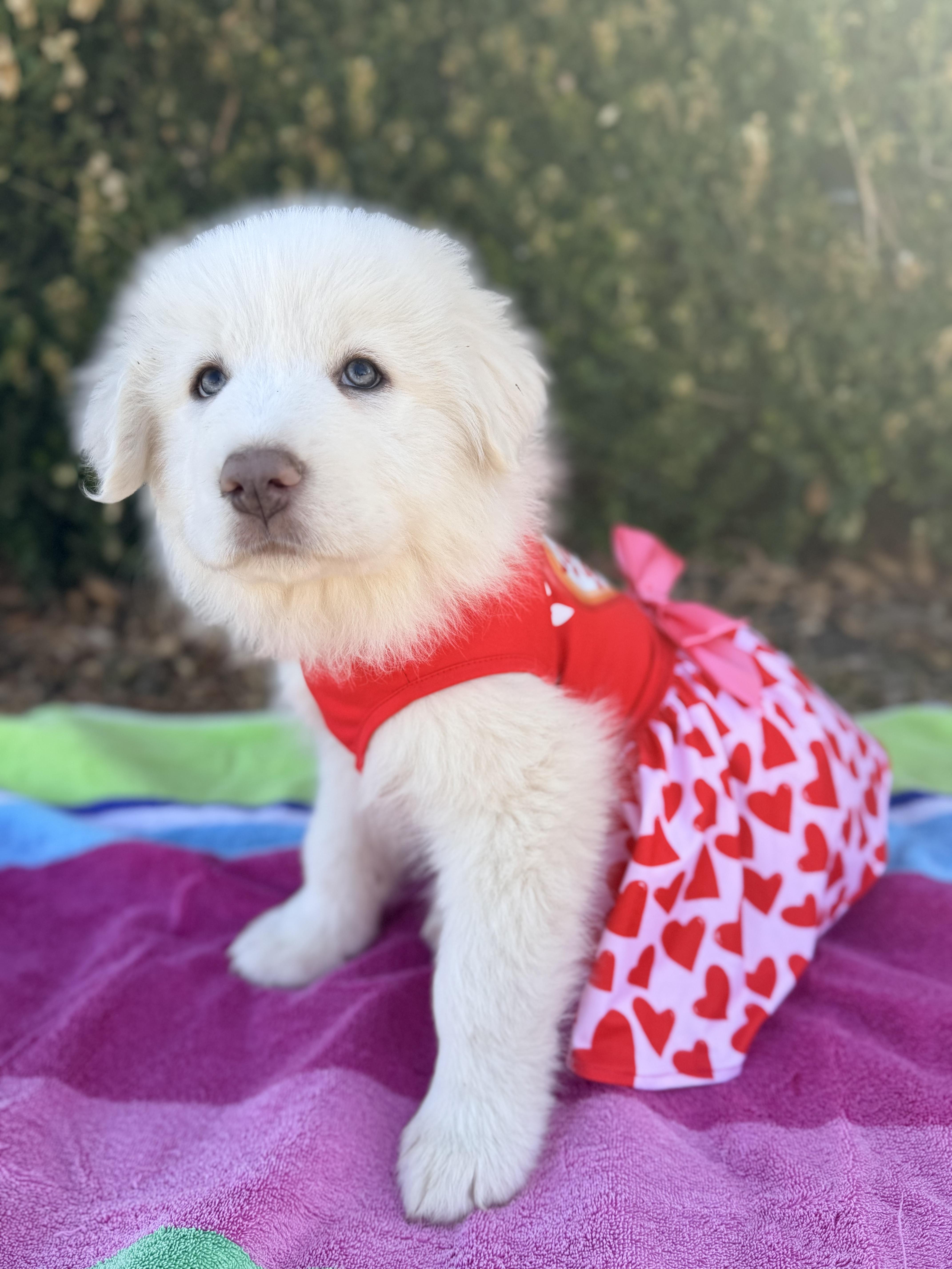 Enlarge Scarlett, an adopted Great Pyrenees in Rowlett, TX image 4/4