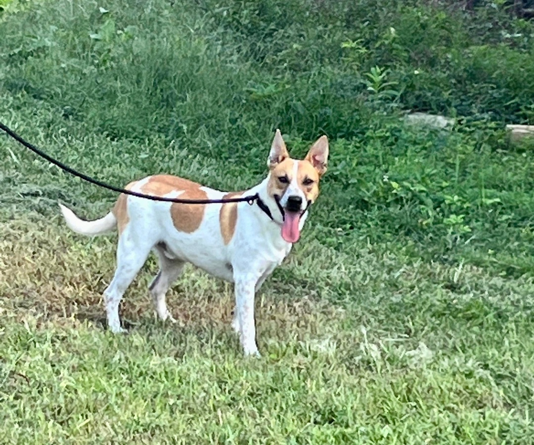 Waleska, a Adoptable Mixed Breed in New Haven , CT image 2/2