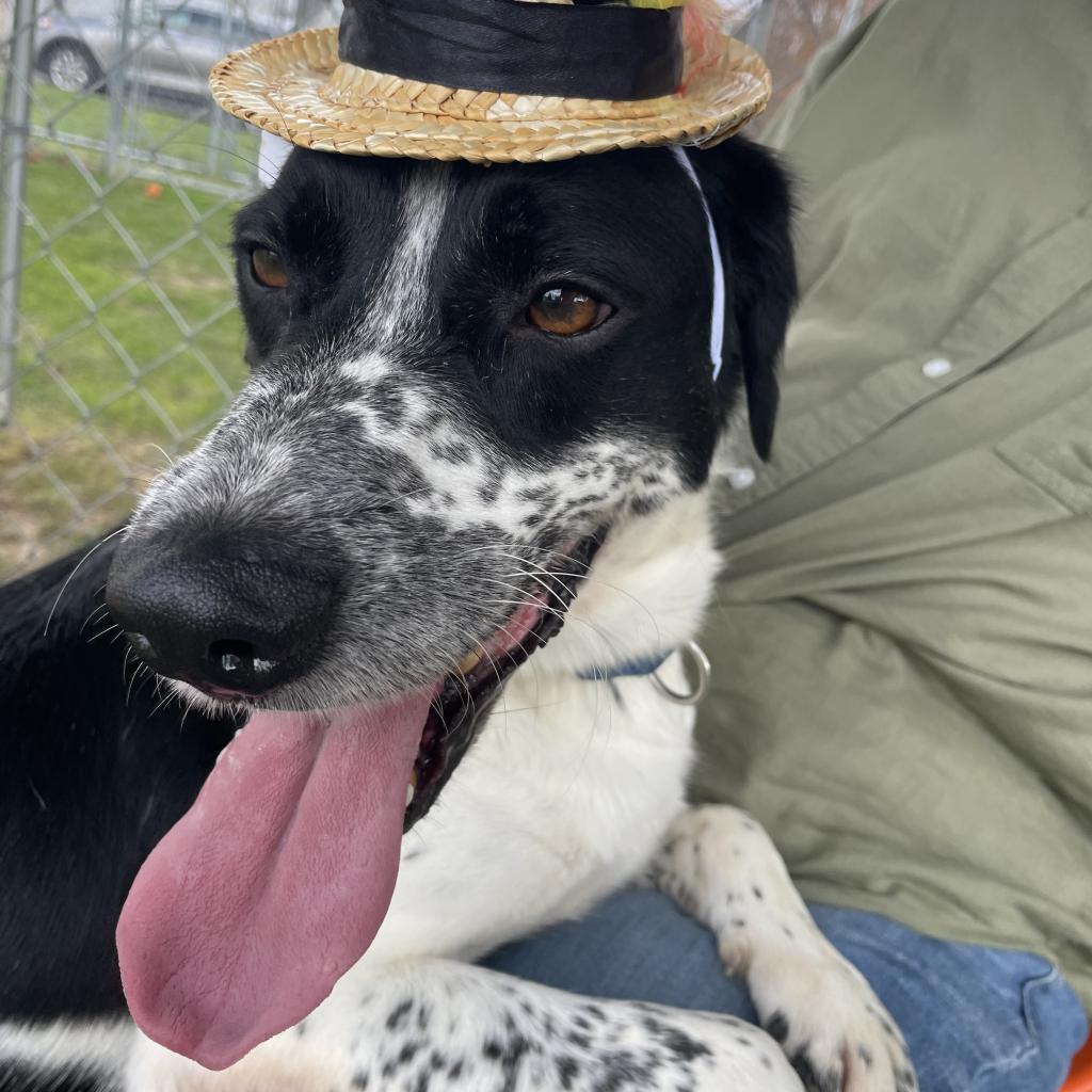 Domino-(Duke), Adoptable, Adult Male Mixed Breed.