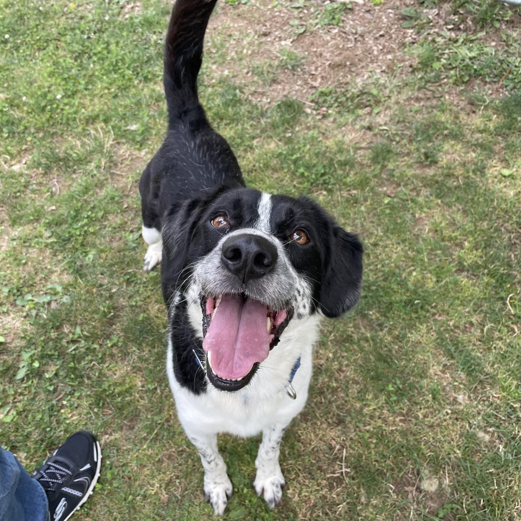 Domino-(Duke), Adoptable, Adult Male Mixed Breed.