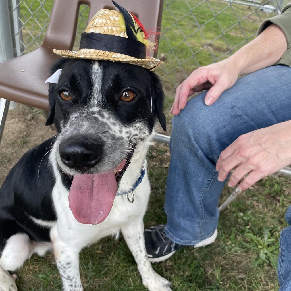 Domino-(Duke), a Adoptable Mixed Breed in Beckley, WV image 3/6