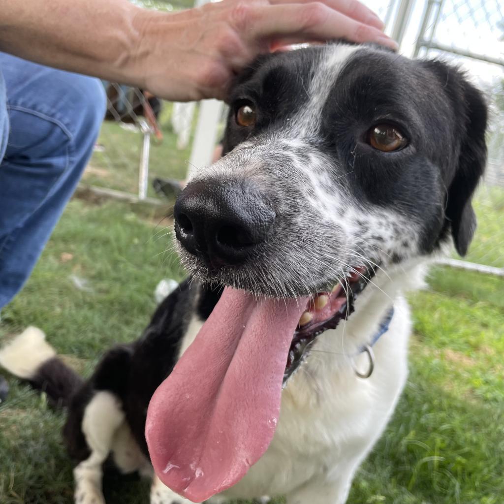 Domino-(Duke), a Adoptable Mixed Breed in Beckley, WV image 4/6