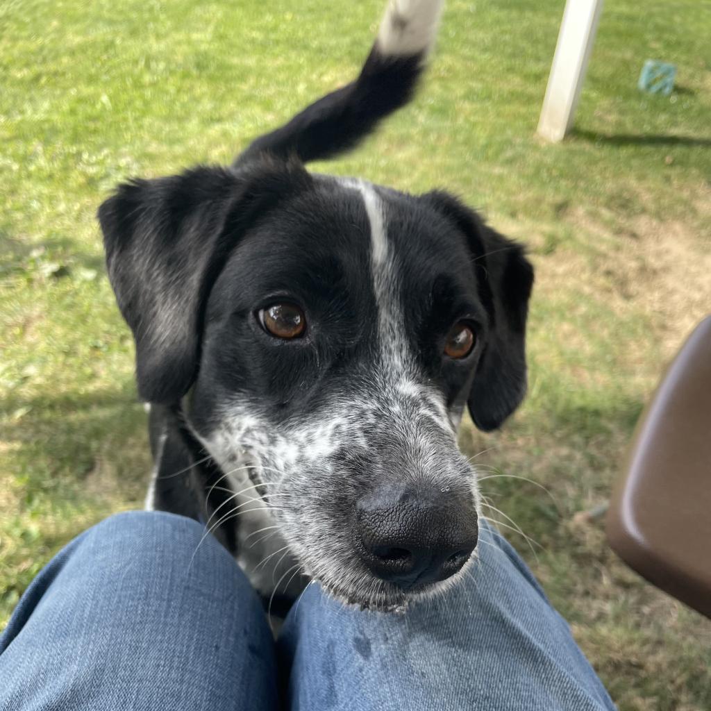 Enlarge Domino-(Duke), a Adoptable Mixed Breed in Beckley, WV image 6/6