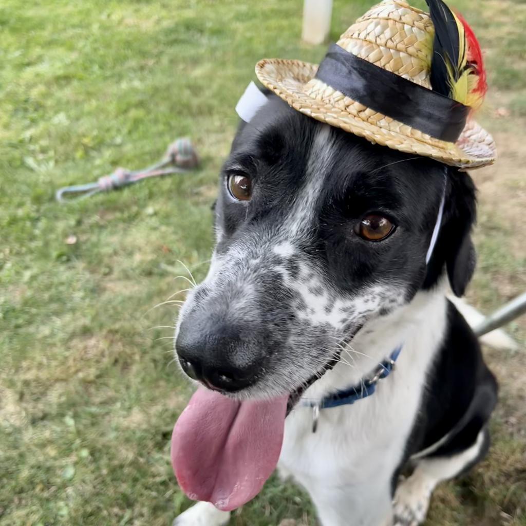 Domino-(Duke), a Adoptable Mixed Breed in Beckley, WV image 6/6