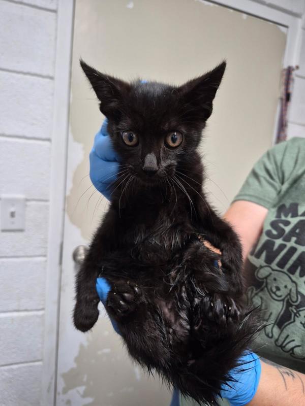 Persephone, Adoptable, Kitten Female Domestic Short Hair.