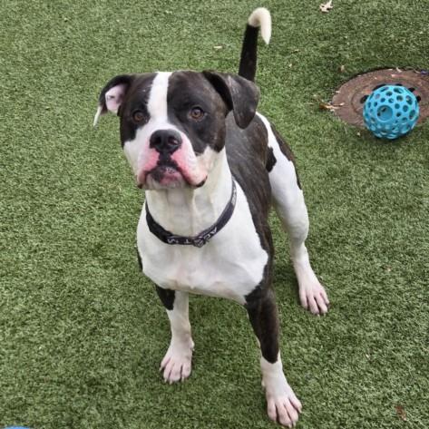 SURGE, Adoptable, Young Male American Bulldog & Mixed Breed.