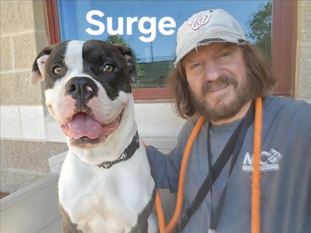 SURGE, Adoptable, Young Male Boxer & Mixed Breed.