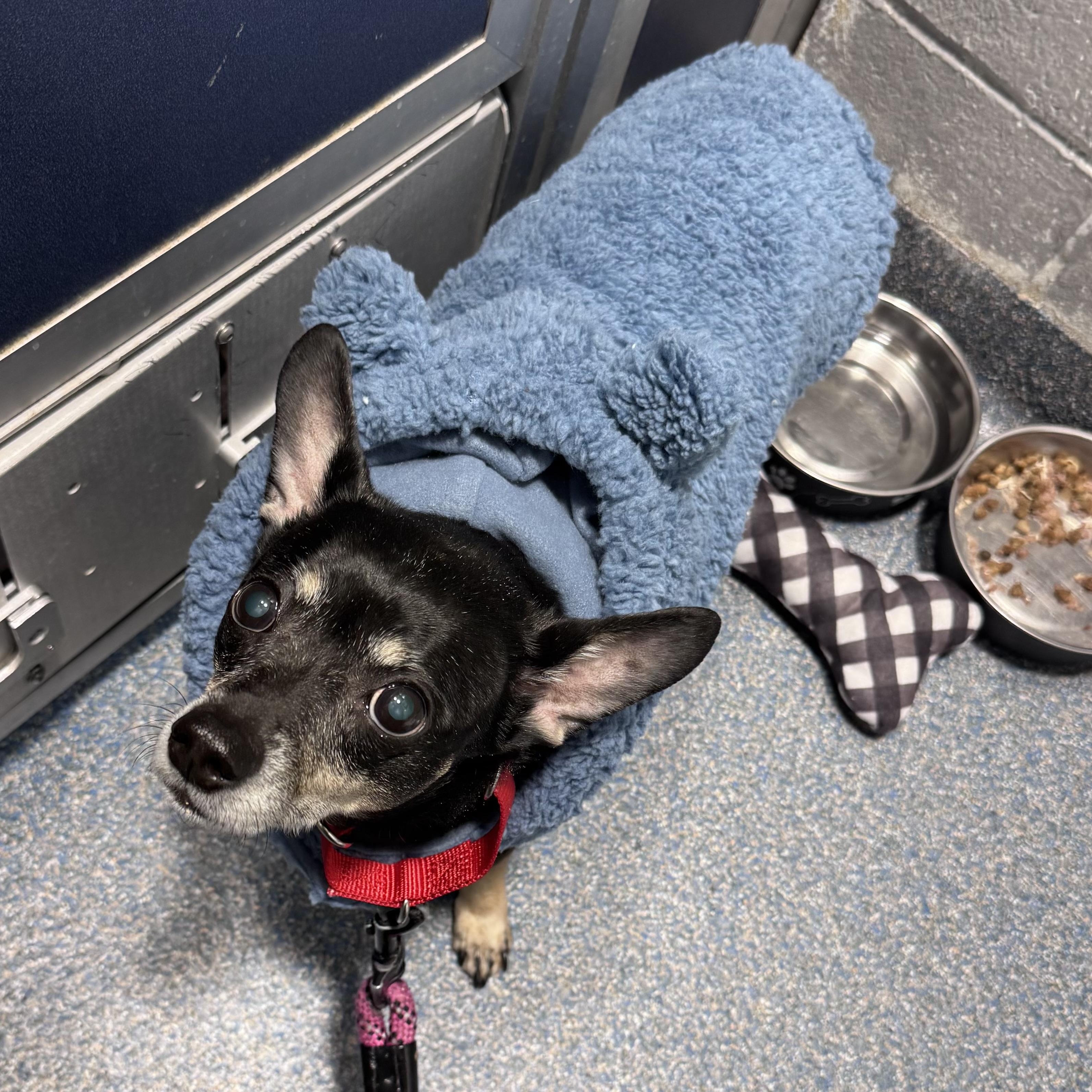 This is GOYA - Sweet Gentle Senior suddenly homeless when owner passed away, an adopted mixed breed in Clifton, NJ image 6/6