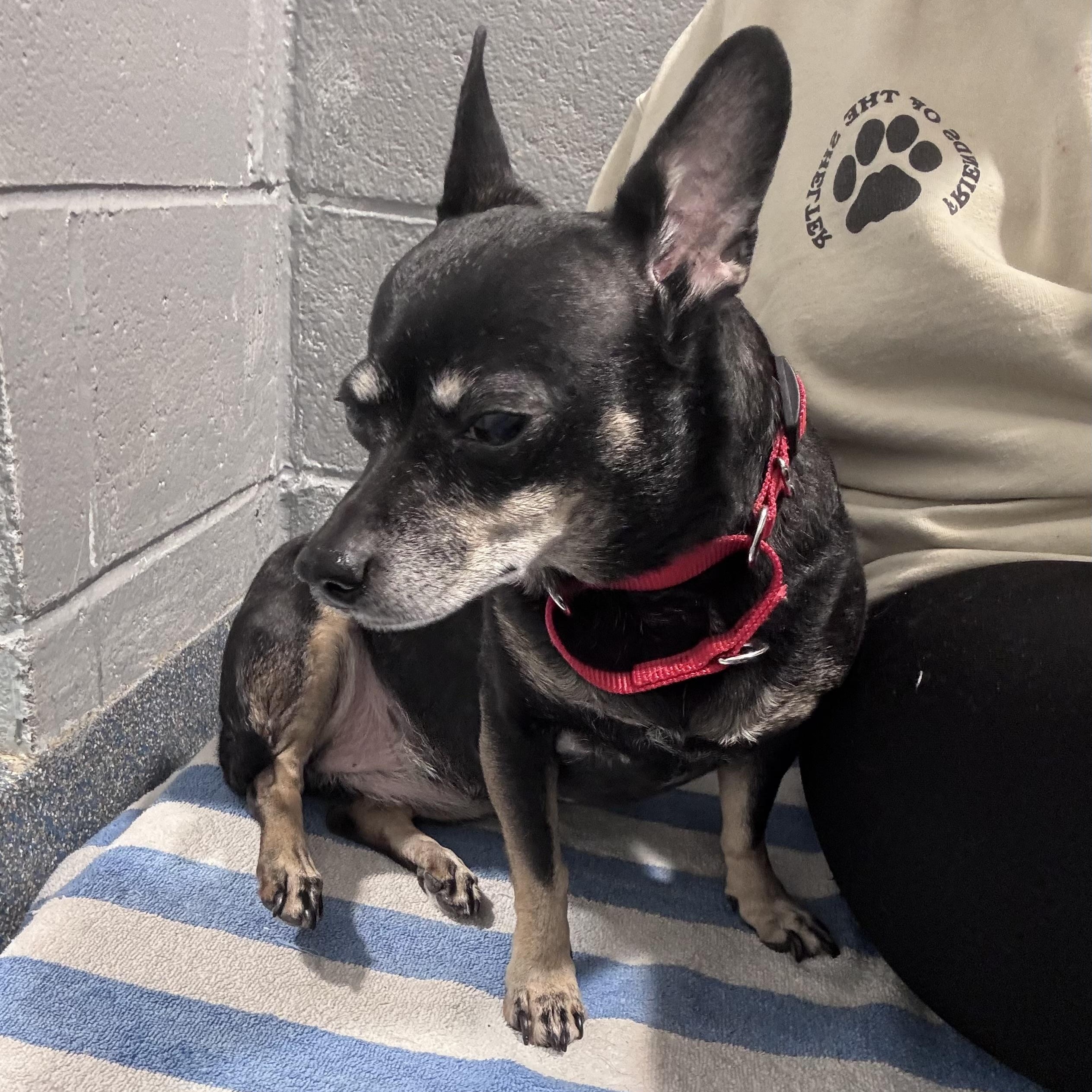 This is GOYA - Sweet Gentle Senior suddenly homeless when owner passed away, ADOPTABLE, Senior Female Chihuahua & Corgi.