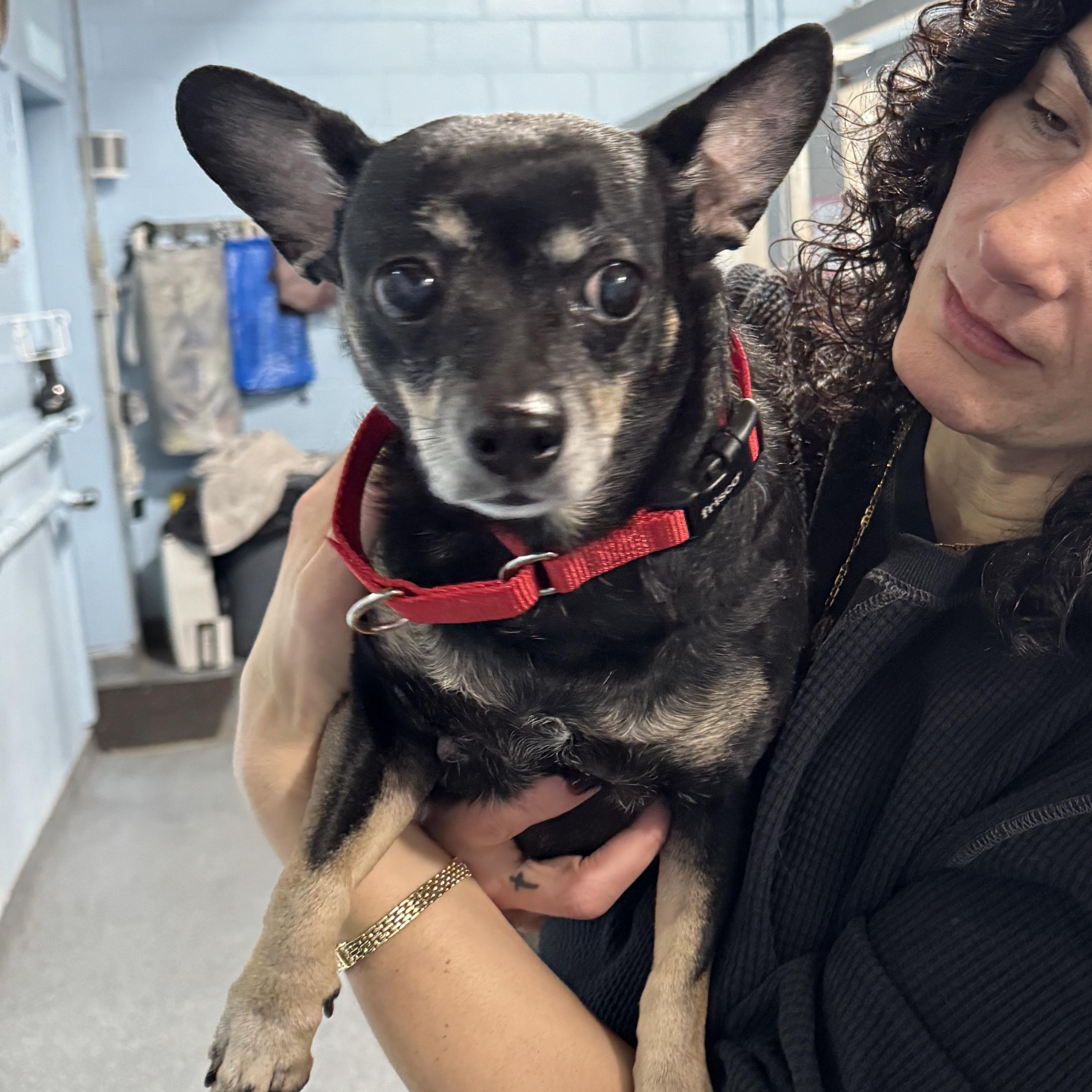 This is GOYA - Sweet Gentle Senior suddenly homeless when owner passed away, an adopted mixed breed in Clifton, NJ image 5/6