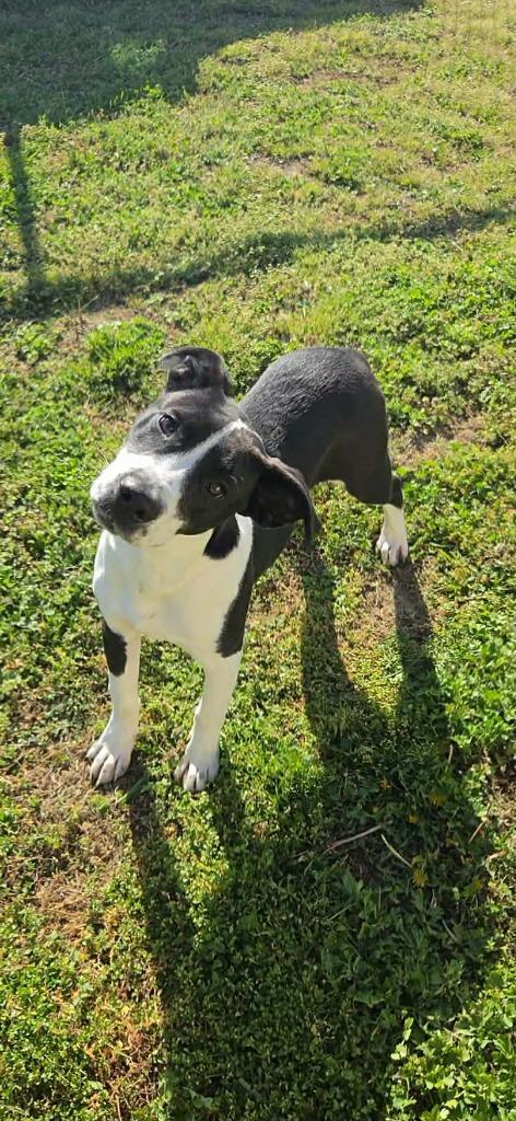 Enlarge Tux, a Adoptable mixed breed in Shelbyville, TN image 1/6
