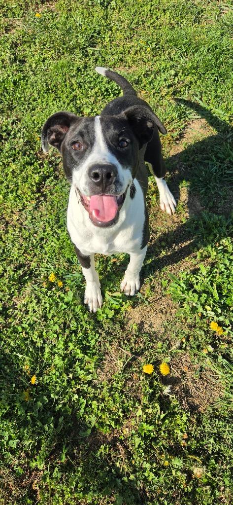 Enlarge Tux, a Adoptable mixed breed in Shelbyville, TN image 2/6