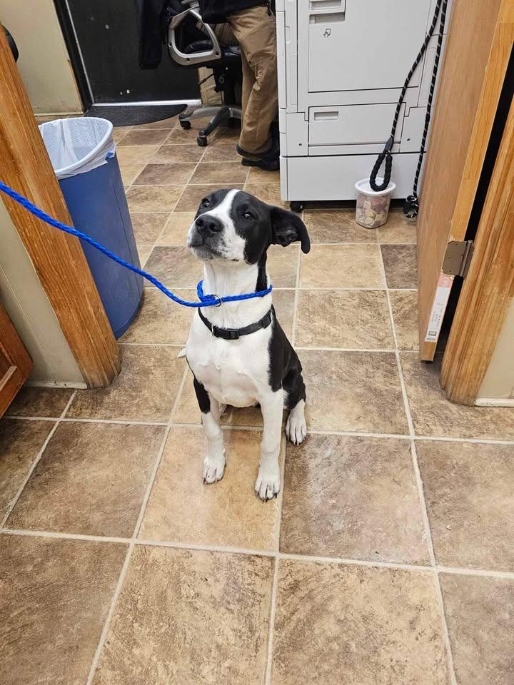 Enlarge Tux, a Adoptable mixed breed in Shelbyville, TN image 3/6