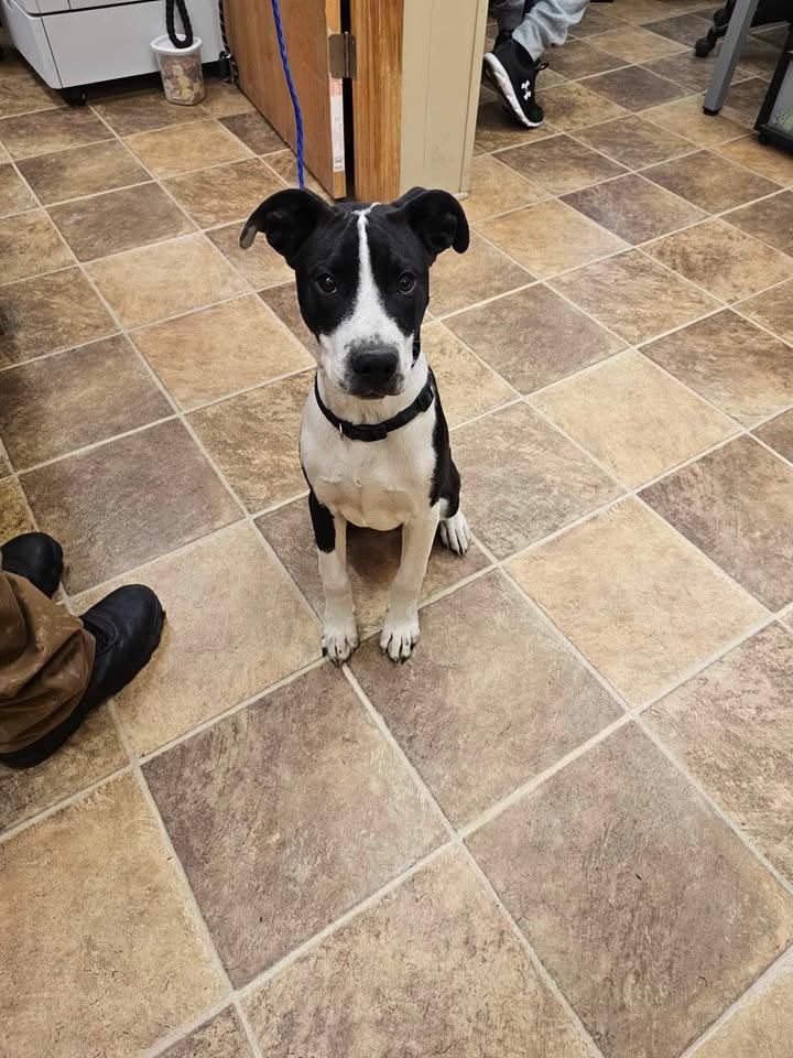 Enlarge Tux, a Adoptable mixed breed in Shelbyville, TN image 4/6