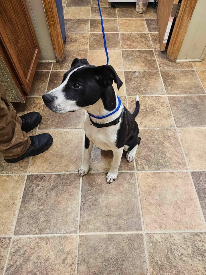 Enlarge Tux, a Adoptable mixed breed in Shelbyville, TN image 5/6