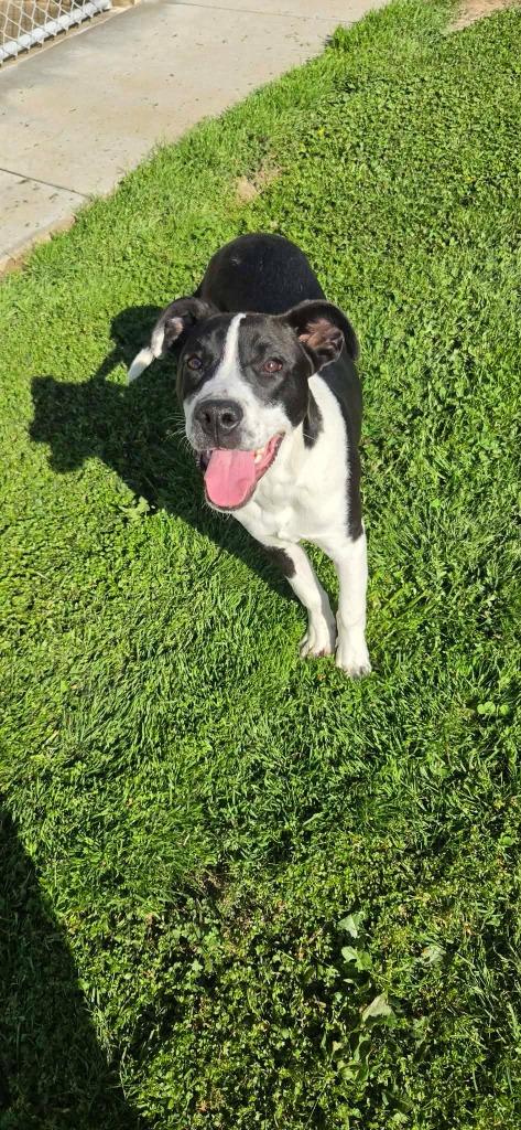 Enlarge Tux, a Adoptable mixed breed in Shelbyville, TN image 6/6