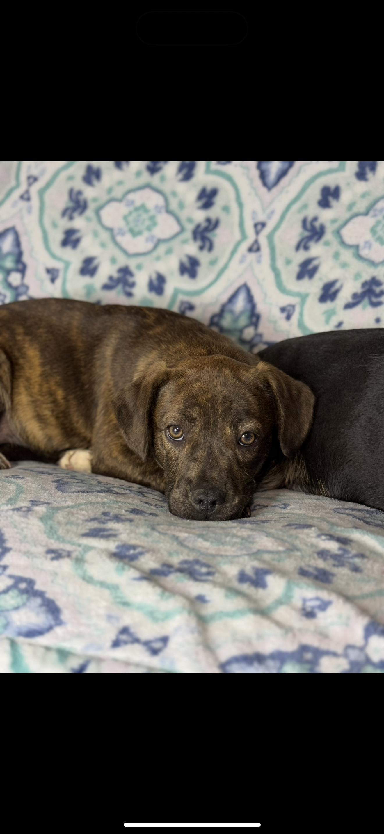 Olivia & Tajin, Adopted, Young Female Mixed Breed.