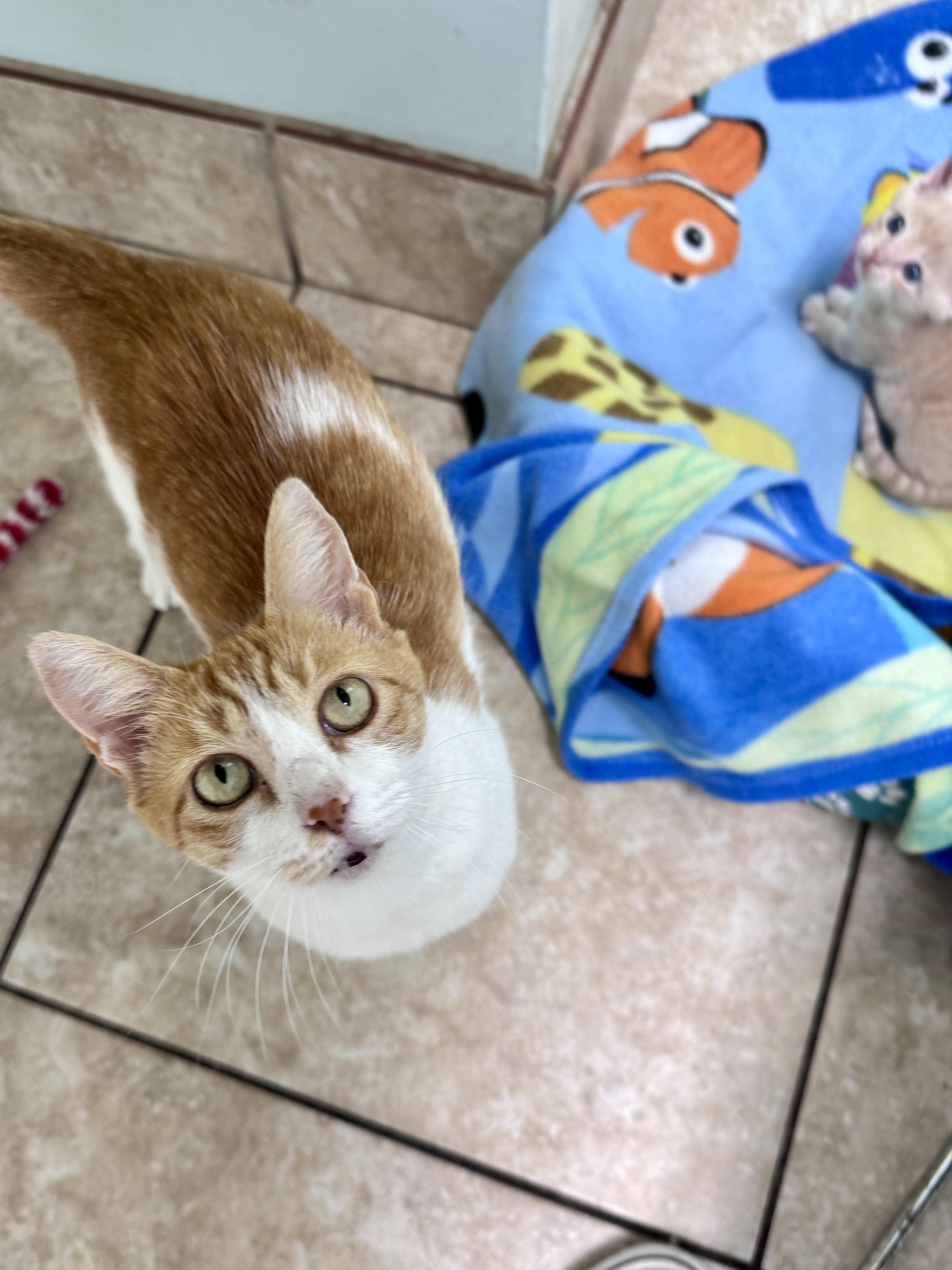 Enlarge Dectin, a ADOPTABLE Domestic Short Hair in Gainesville, FL image 3/4