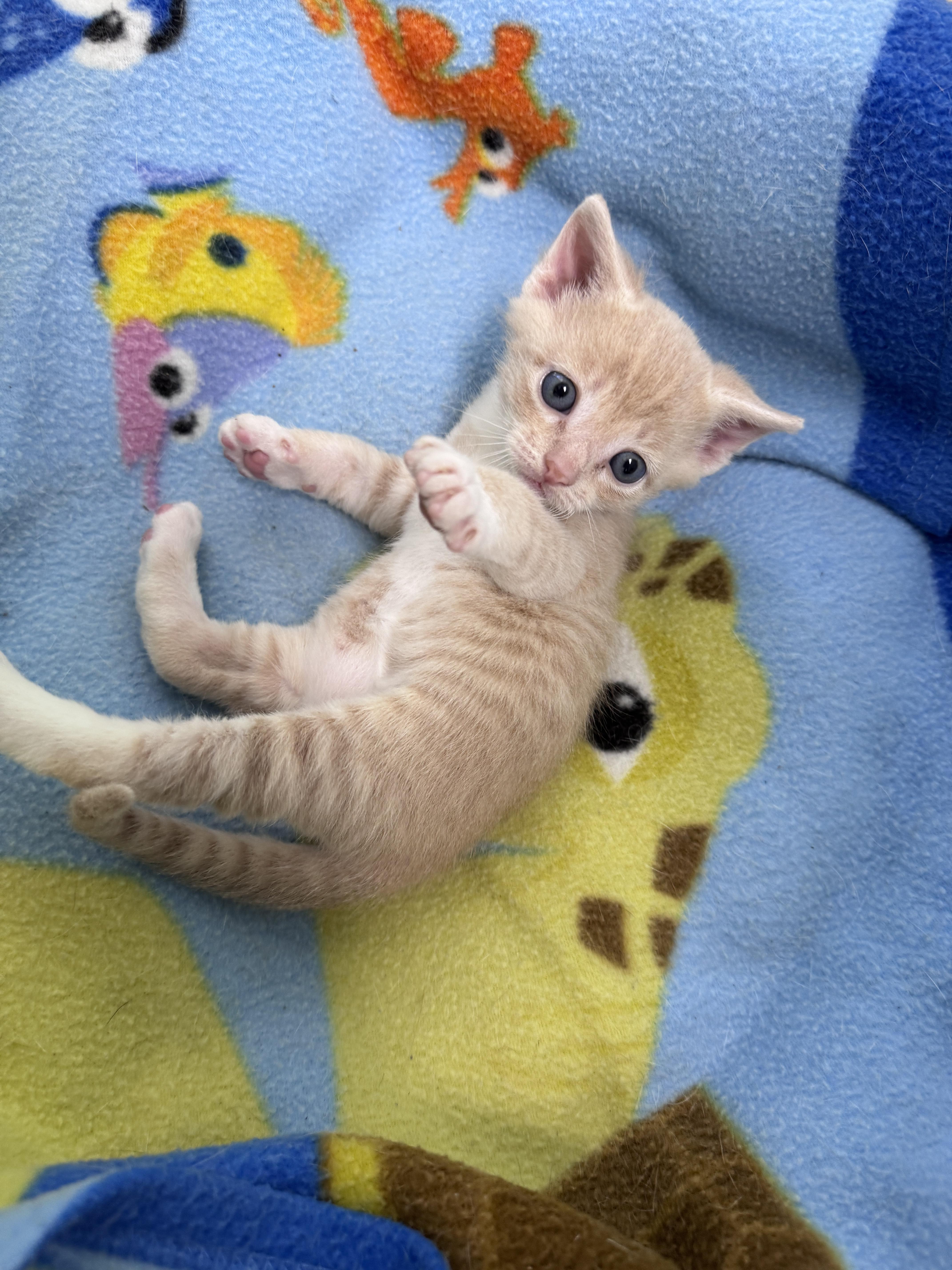 Enlarge Dectin, a ADOPTABLE Domestic Short Hair in Gainesville, FL image 1/4