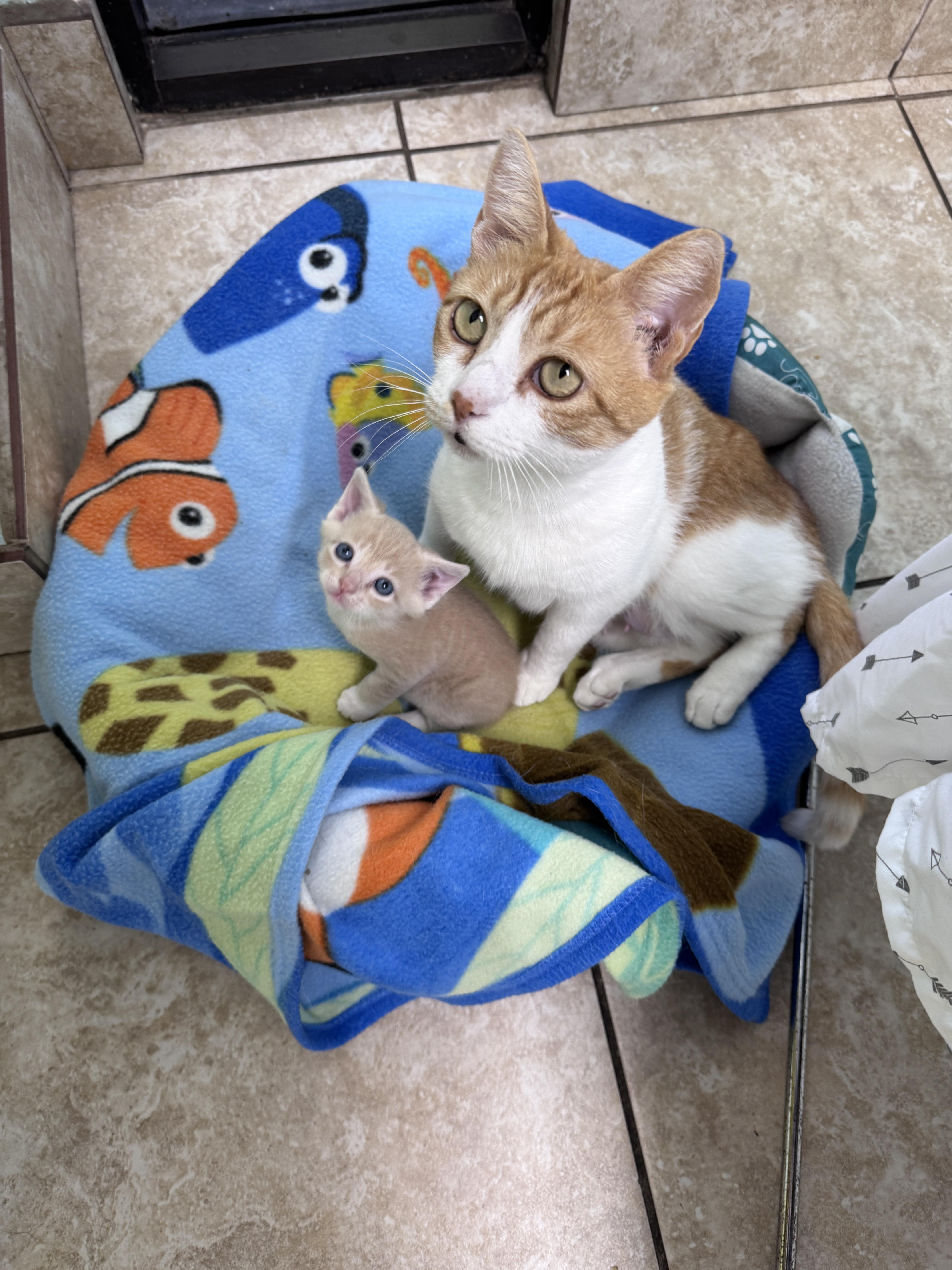 Enlarge Dectin, a ADOPTABLE Domestic Short Hair in Gainesville, FL image 2/4