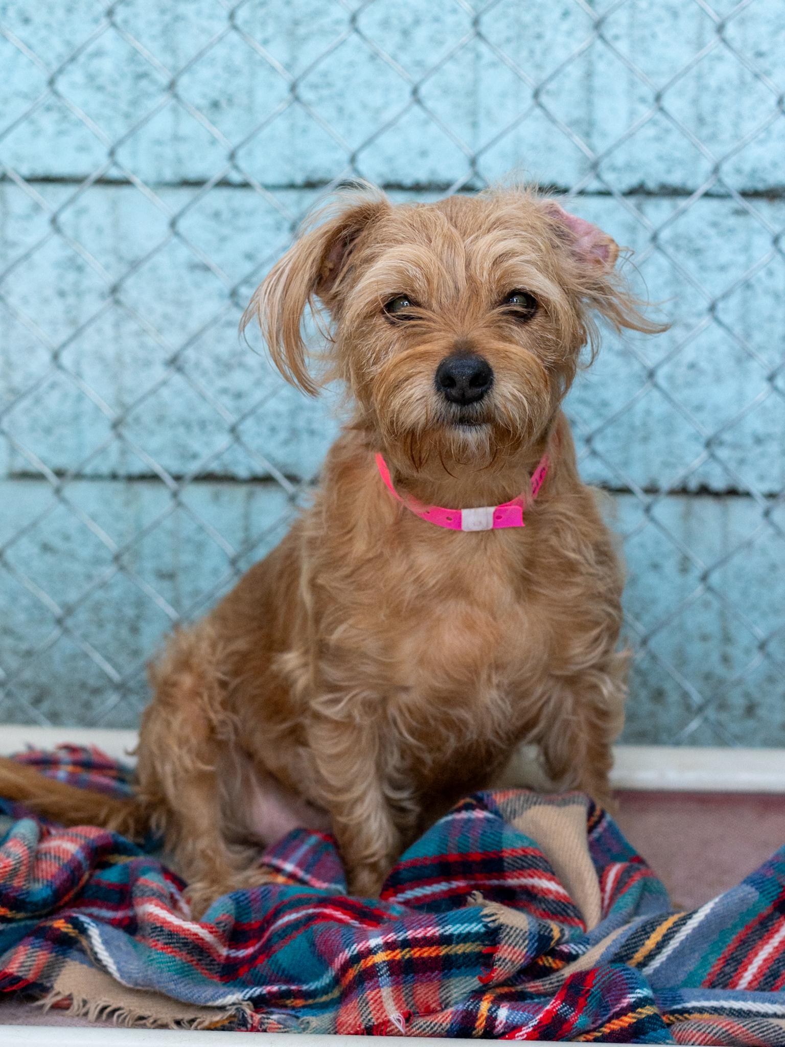 Enlarge CINNY, a Adopted mixed breed in Fresno, CA image 5/6