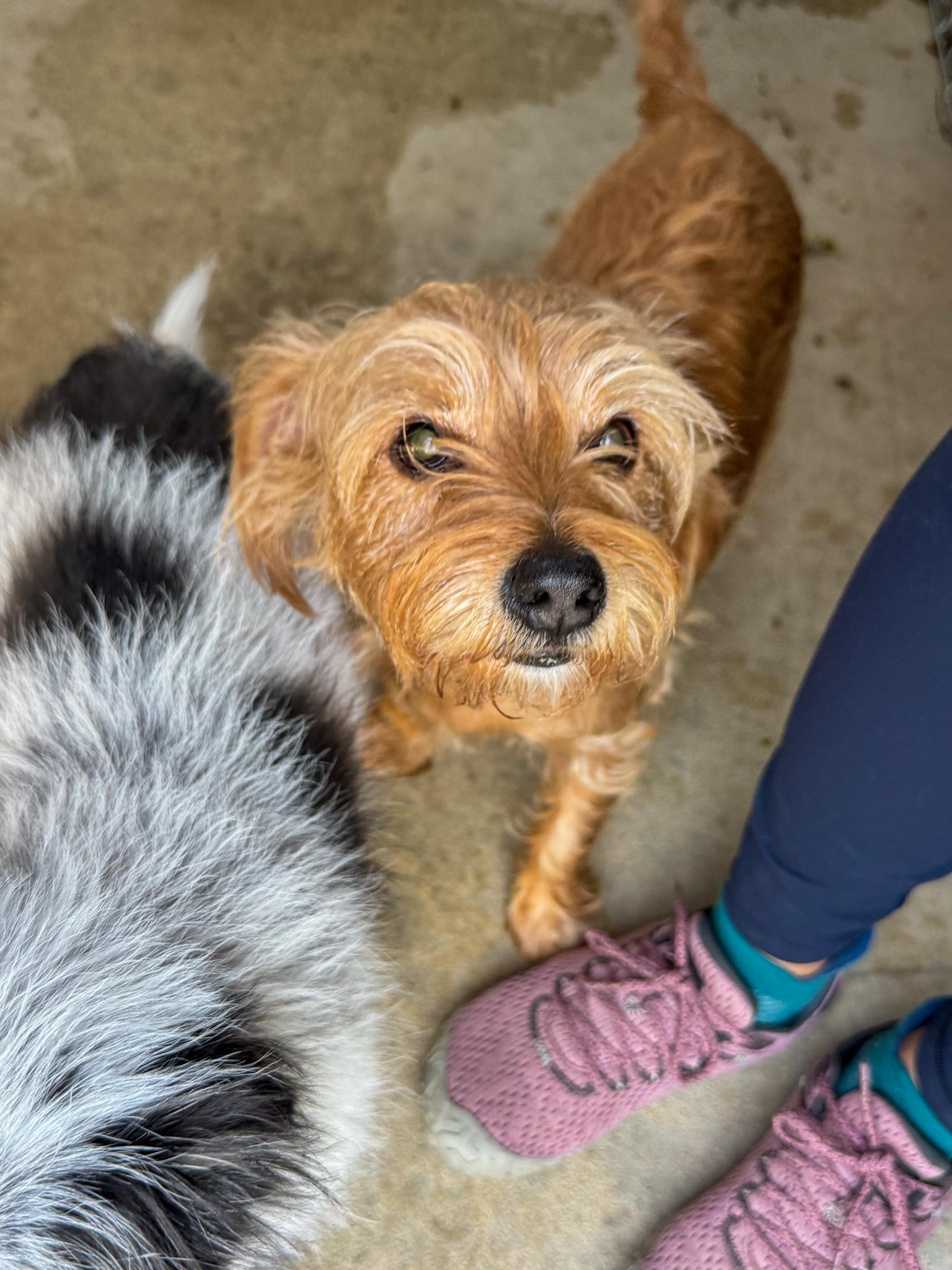 Enlarge CINNY, a Adopted mixed breed in Fresno, CA image 6/6