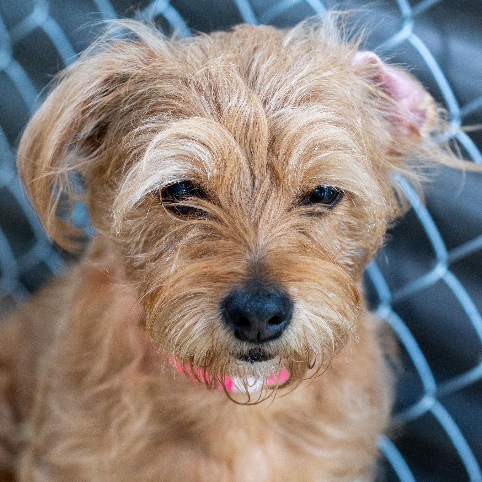 CINNY, Adopted, Adult Female Terrier.
