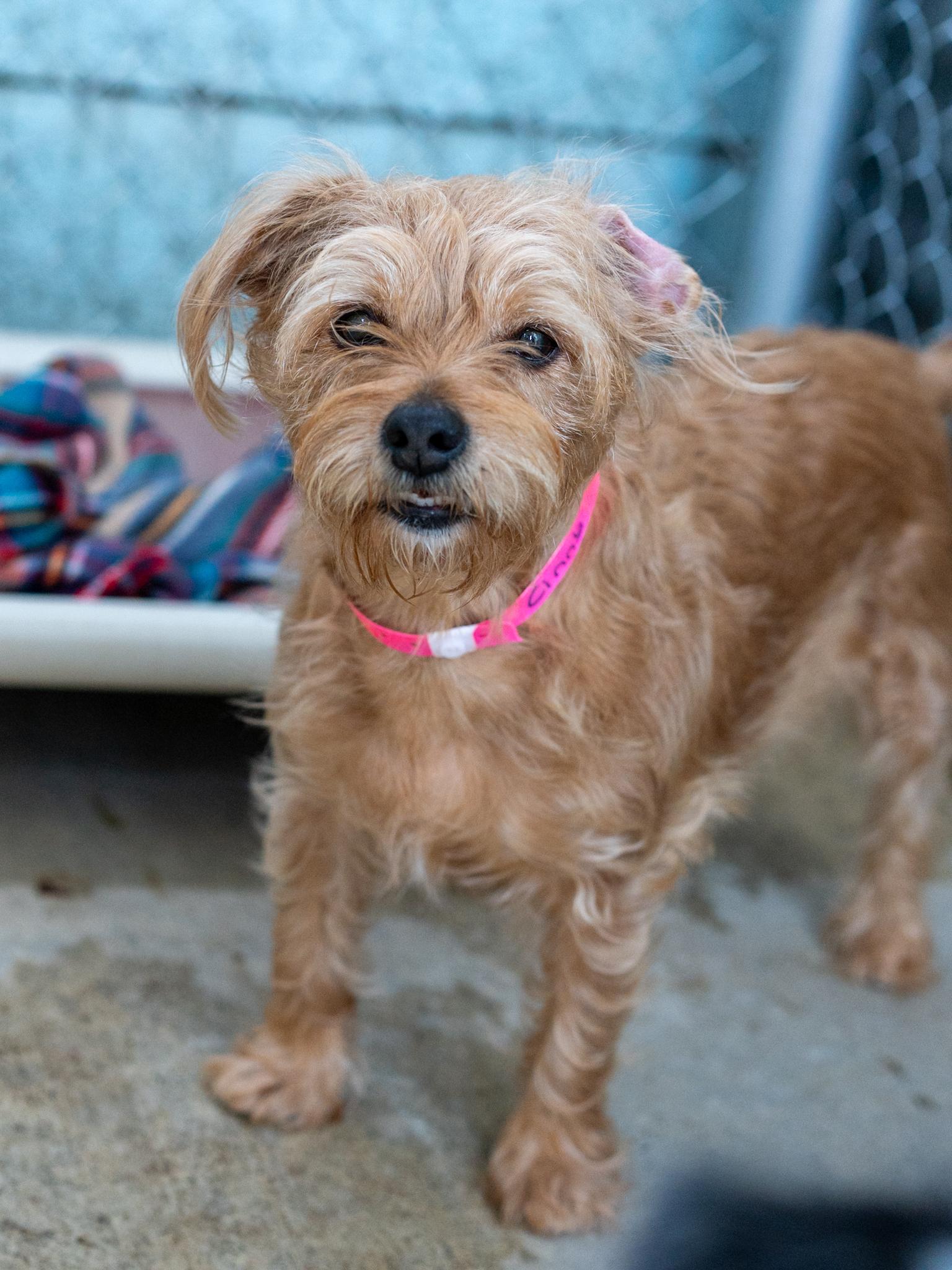 Enlarge CINNY, a Adopted mixed breed in Fresno, CA image 4/6