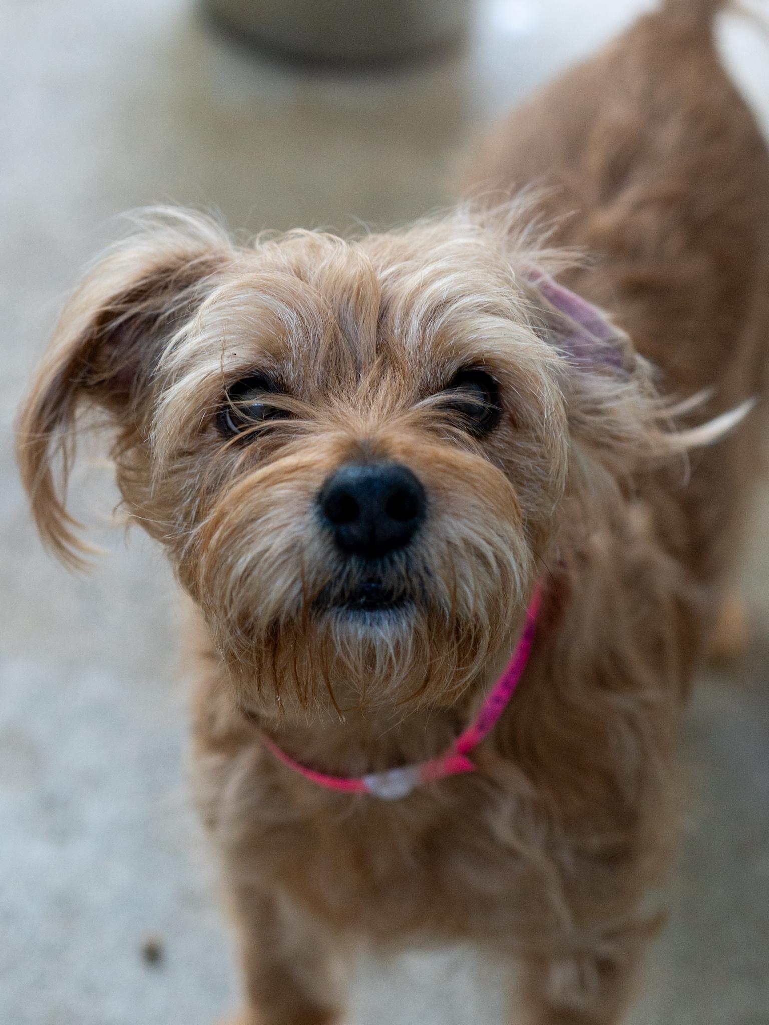 Enlarge CINNY, a Adopted mixed breed in Fresno, CA image 2/6