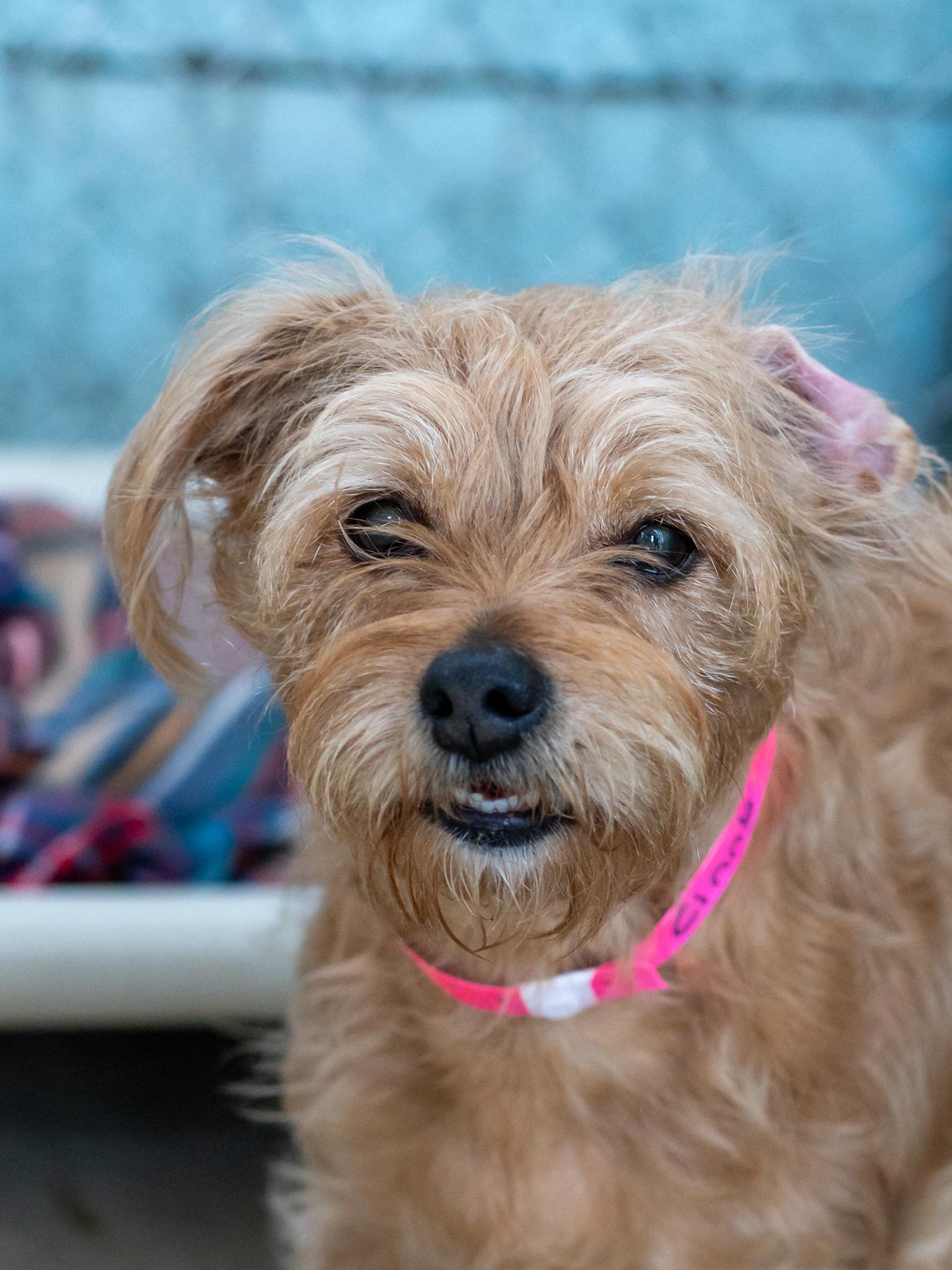 Enlarge CINNY, a Adopted mixed breed in Fresno, CA image 3/6