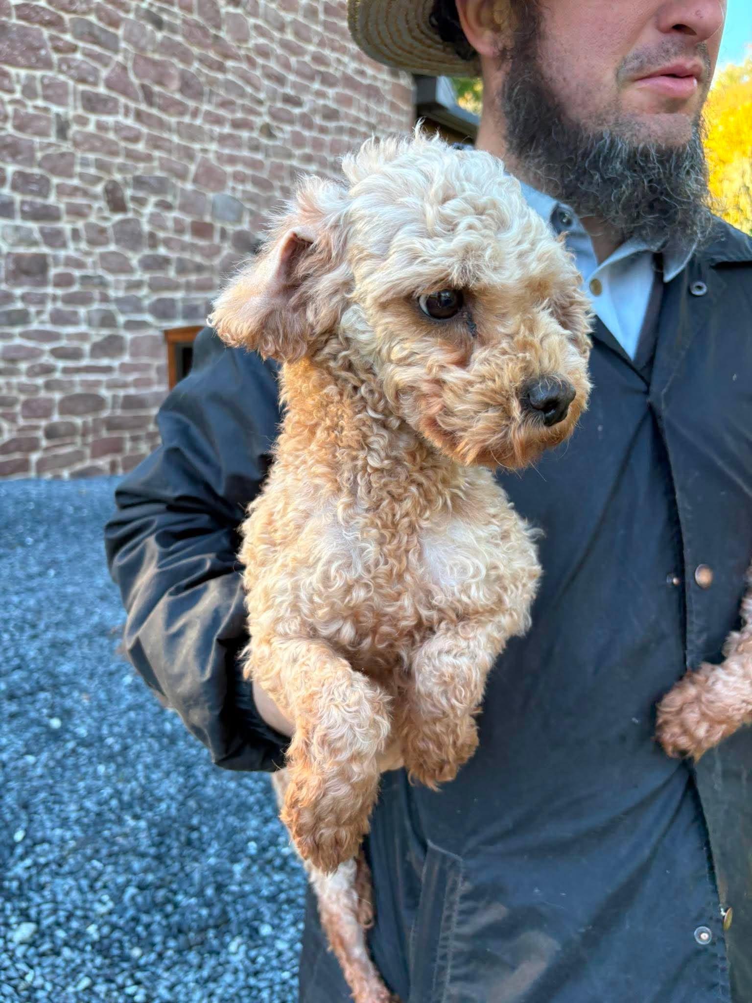 Millie, Adoptable, Adult Female Miniature Poodle & Cavalier King Charles Spaniel.