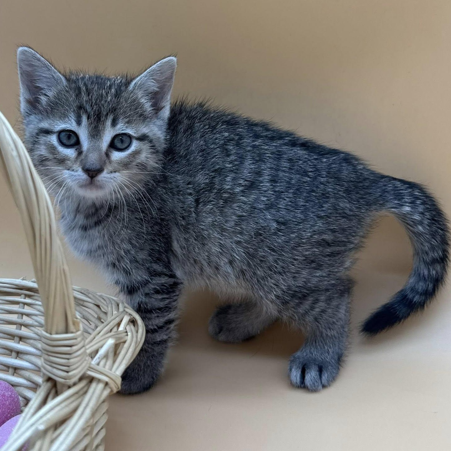 Enlarge Brooks, an adopted mixed breed in Springfield, MO image 3/6