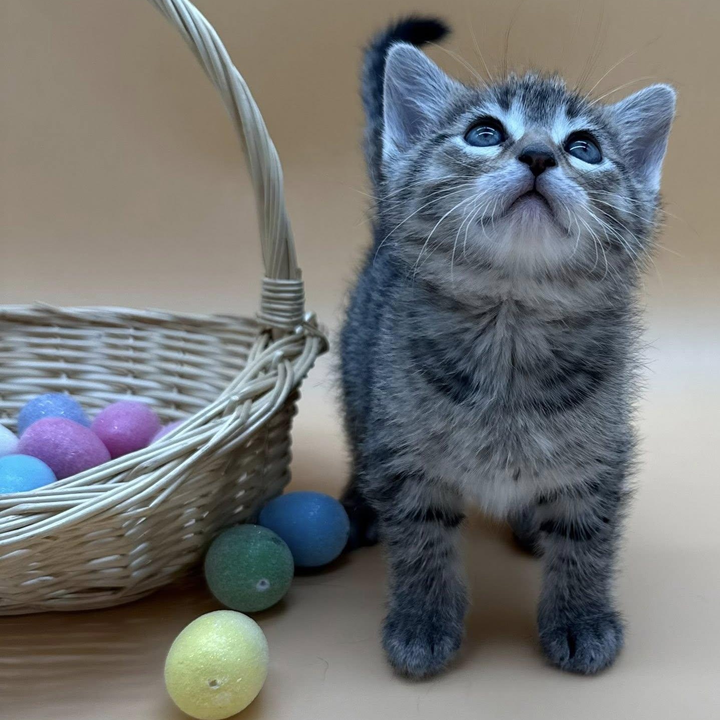 Enlarge Brooks, an adopted mixed breed in Springfield, MO image 6/6