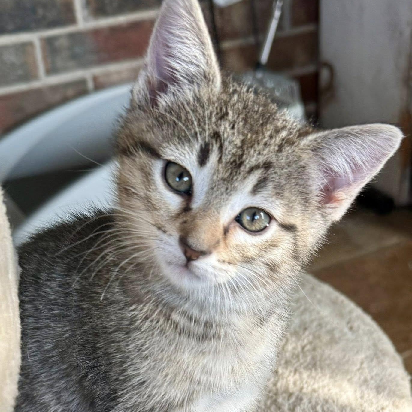 Brooks, adopted, Kitten Female Domestic Short Hair.
